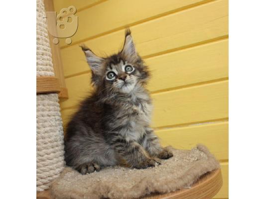 PoulaTo: Επικοινωνήστε μαζί μου μέσω Viber: ( +63-945-413-6749 ) maine coon kittens